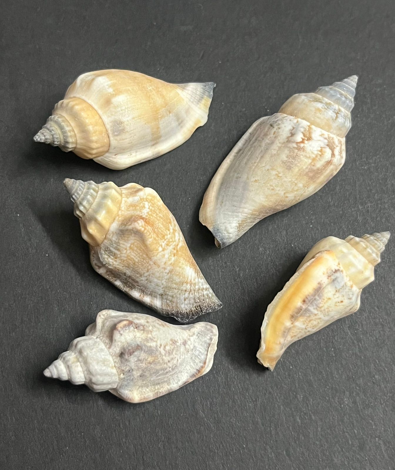 قالب قواقع مستورده حجم كبير